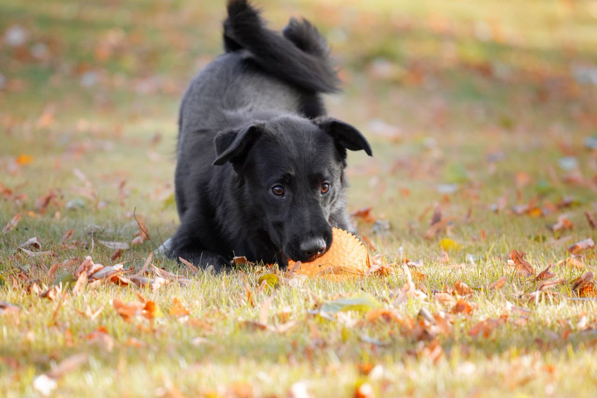 ANGEL_FOXS's tweet image. Очаровательный малыш по имени Фунтик ищет срочно любящих родителей и теплый дом. Ему 3 года он кастрированный и привит. Его рост размером корги . Он любит играть в мячик, выполнять необычные команды, сидеть, лежать, дай лапу, зайка. 
Сделайте, пожалуйста репост 🙏 #ищудом #собака