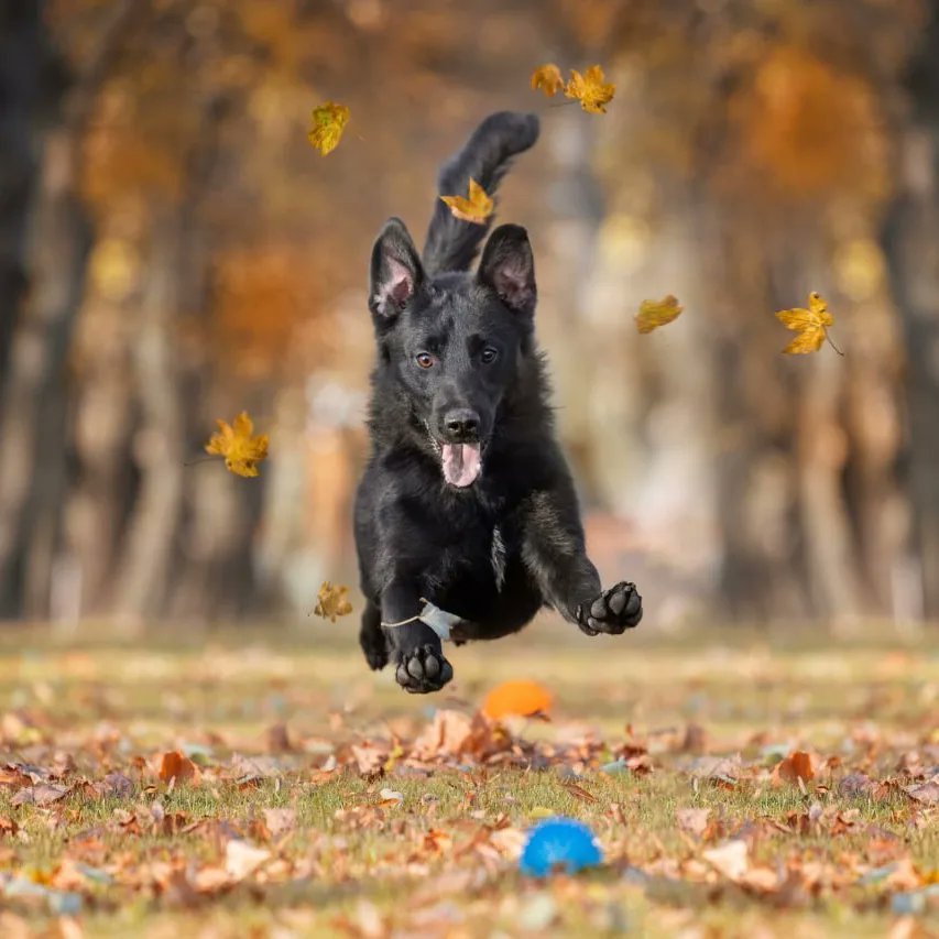 ANGEL_FOXS's tweet image. Очаровательный малыш по имени Фунтик ищет срочно любящих родителей и теплый дом. Ему 3 года он кастрированный и привит. Его рост размером корги . Он любит играть в мячик, выполнять необычные команды, сидеть, лежать, дай лапу, зайка. 
Сделайте, пожалуйста репост 🙏 #ищудом #собака