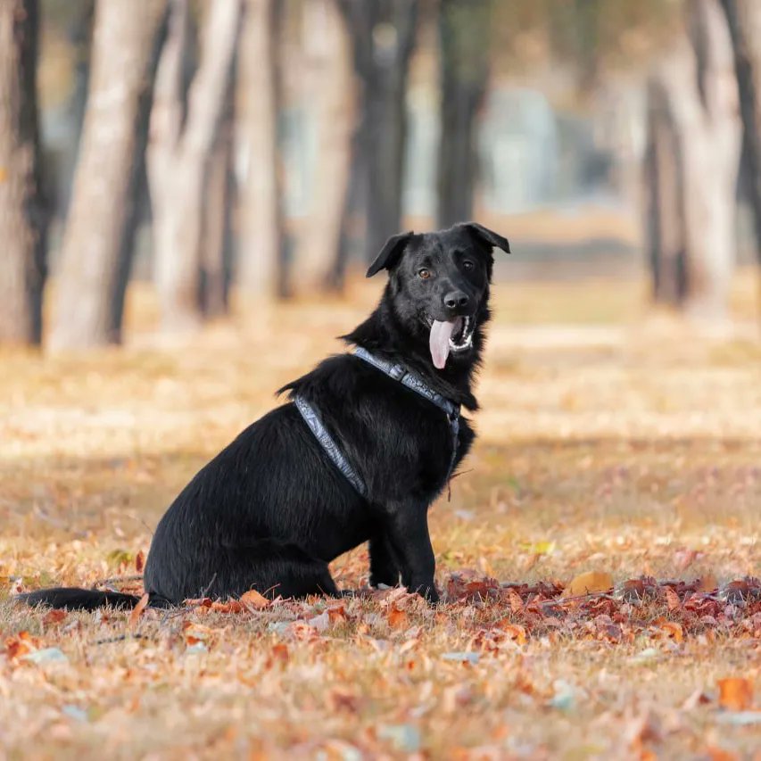 ANGEL_FOXS's tweet image. Очаровательный малыш по имени Фунтик ищет срочно любящих родителей и теплый дом. Ему 3 года он кастрированный и привит. Его рост размером корги . Он любит играть в мячик, выполнять необычные команды, сидеть, лежать, дай лапу, зайка. 
Сделайте, пожалуйста репост 🙏 #ищудом #собака