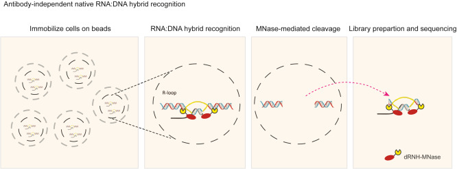 Molecular Cell tweet media