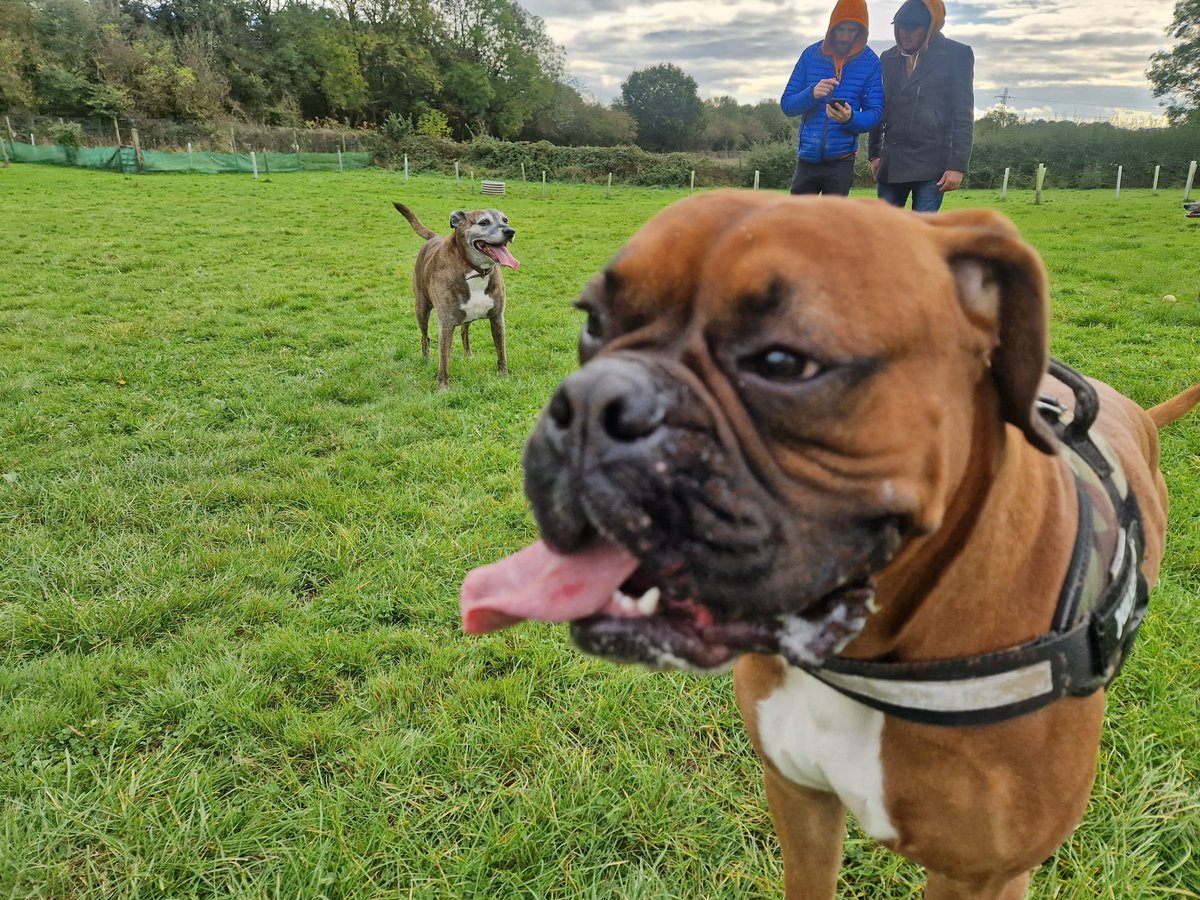 NoNameDog05's tweet photo. Fun day down the doggy park with my friends
#DogsofTwittter #boxerdog https://t.co/Nqh9UooJ2p