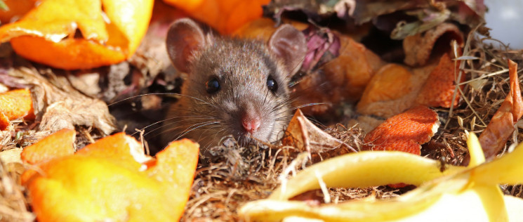 Vous craignez que l’installation d’un bac à #compost attire rats, souris ou moucherons ? Nos conseils pour éloigner les #rongeurs et les #insectes.

#compostage #DMCompost @LauraHendrikx2