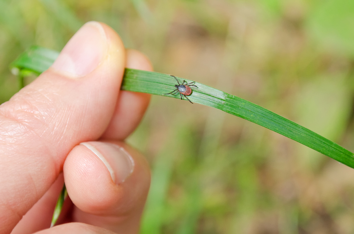 Ticks are most often found in wooded areas, leaf piles &amp; tall grass, but it is possible to be bitten outside of these areas. 
If you’ve been bit by a tick, you need to remove it ASAP.

For steps on how to safely remove a tick from your body visit: 
ottawapublichealth.ca/en/public-heal…