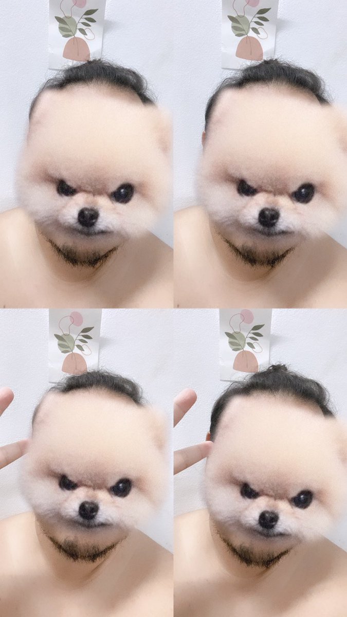 Tonson1994's tweet photo. ผักเดียวที่ชอบ คือผลักลงเตียง หยอก ๆ ><' #คนอ้วน #คนอ้วนน่ารักจะตาย https://t.co/fV1DeSOsJk