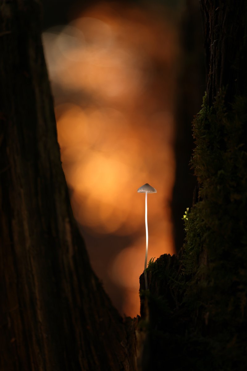 Autumnal Mycena