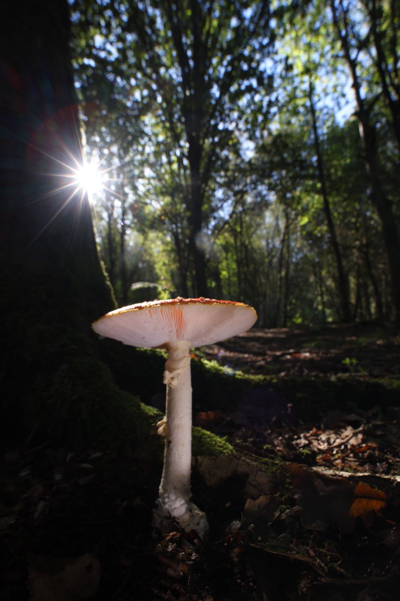 Fly Agaric