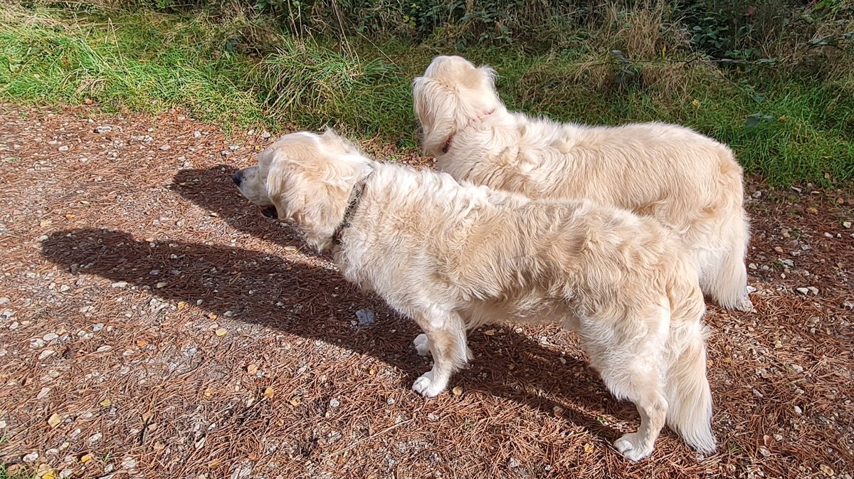 FurzeyRetriever's tweet photo. We had too much fun in the bog with our temporary staff so we've had to be shampooed &amp; brushed until we look like fluffy frizzy clouds and smell like babies. #ItsTheHumidity #dogs https://t.co/zSE1nwLRUI