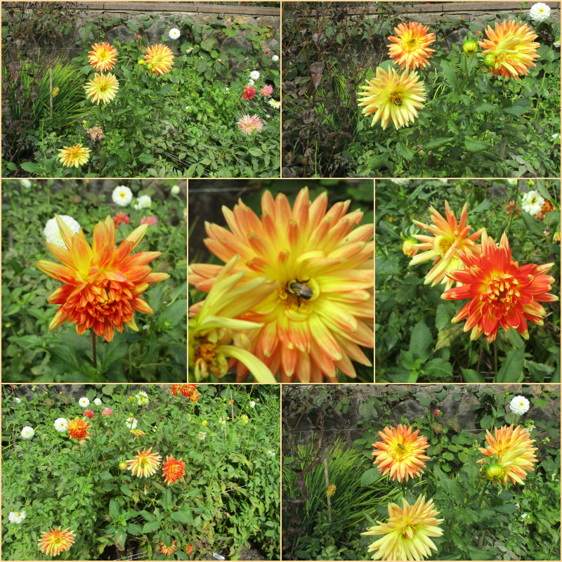 rita_krug's tweet photo. “A day without laughter is a day wasted.” ― Nicolas Chamfort

Dahlias in October🍁🍂
#SevenOnSunday☀️#flowers🌼#MyPhoto📷 #quotes🔖#WritingCommunity✍️ https://t.co/Q4ETPu8sod