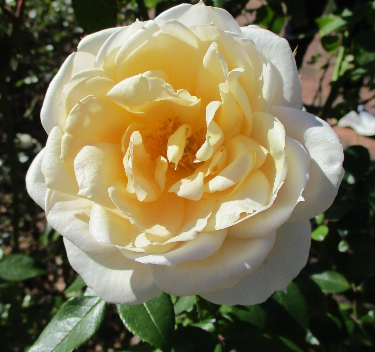rita_krug's tweet photo. Happy Sunday, everyone!💛🤍

#SundayYellow💛#MyPhoto📷#RoseADay🌹 https://t.co/0K3WaBlCAF