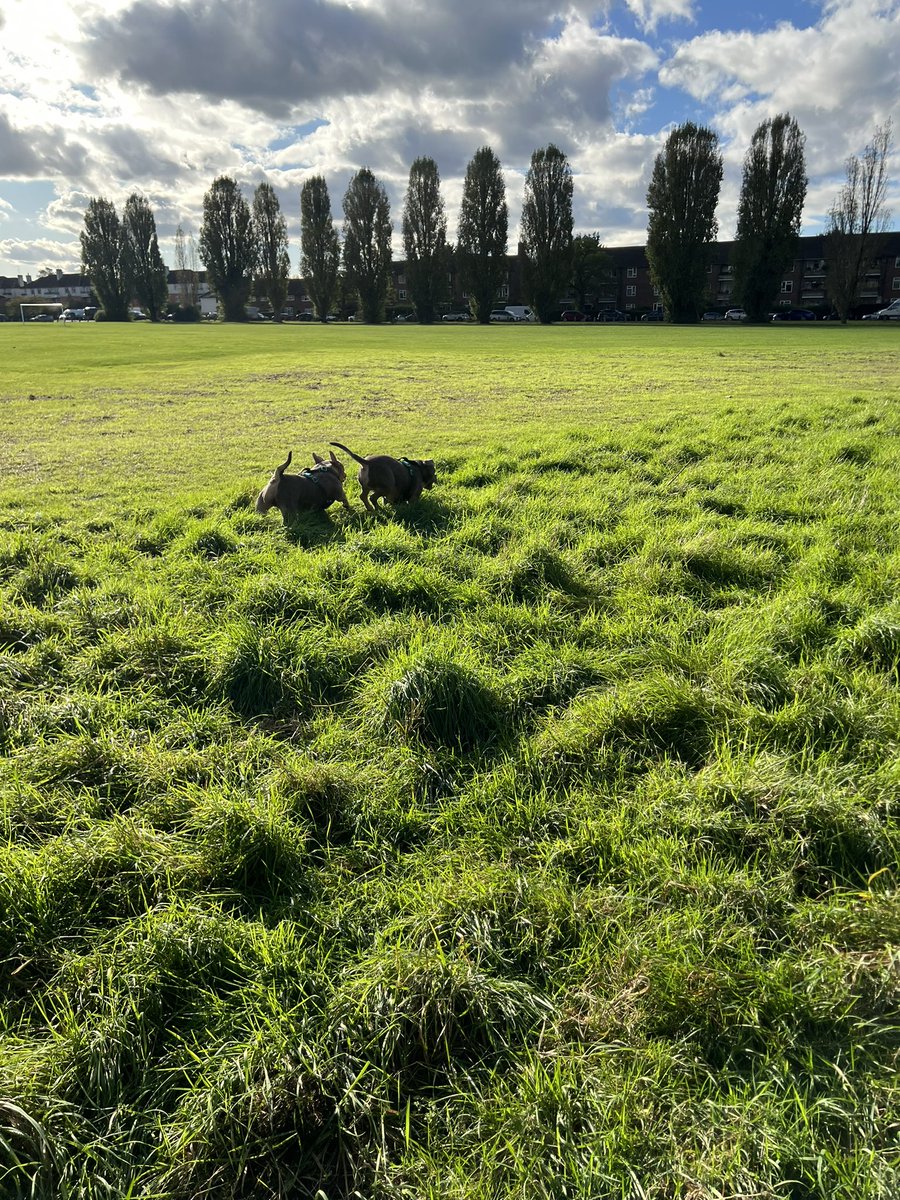 deano2626263's tweet photo. The twins dion wot they do 🐶🐾🐾🐾 https://t.co/0OPGXMgokO
