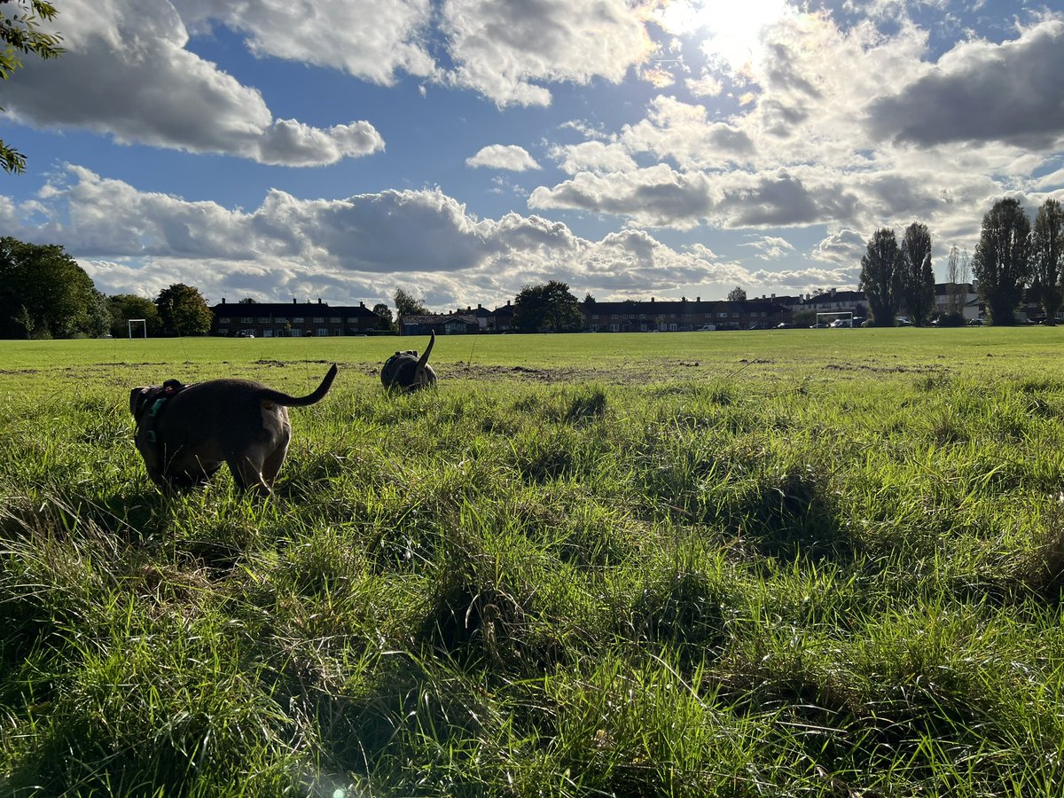 The twins dion wot they do 🐶🐾🐾🐾