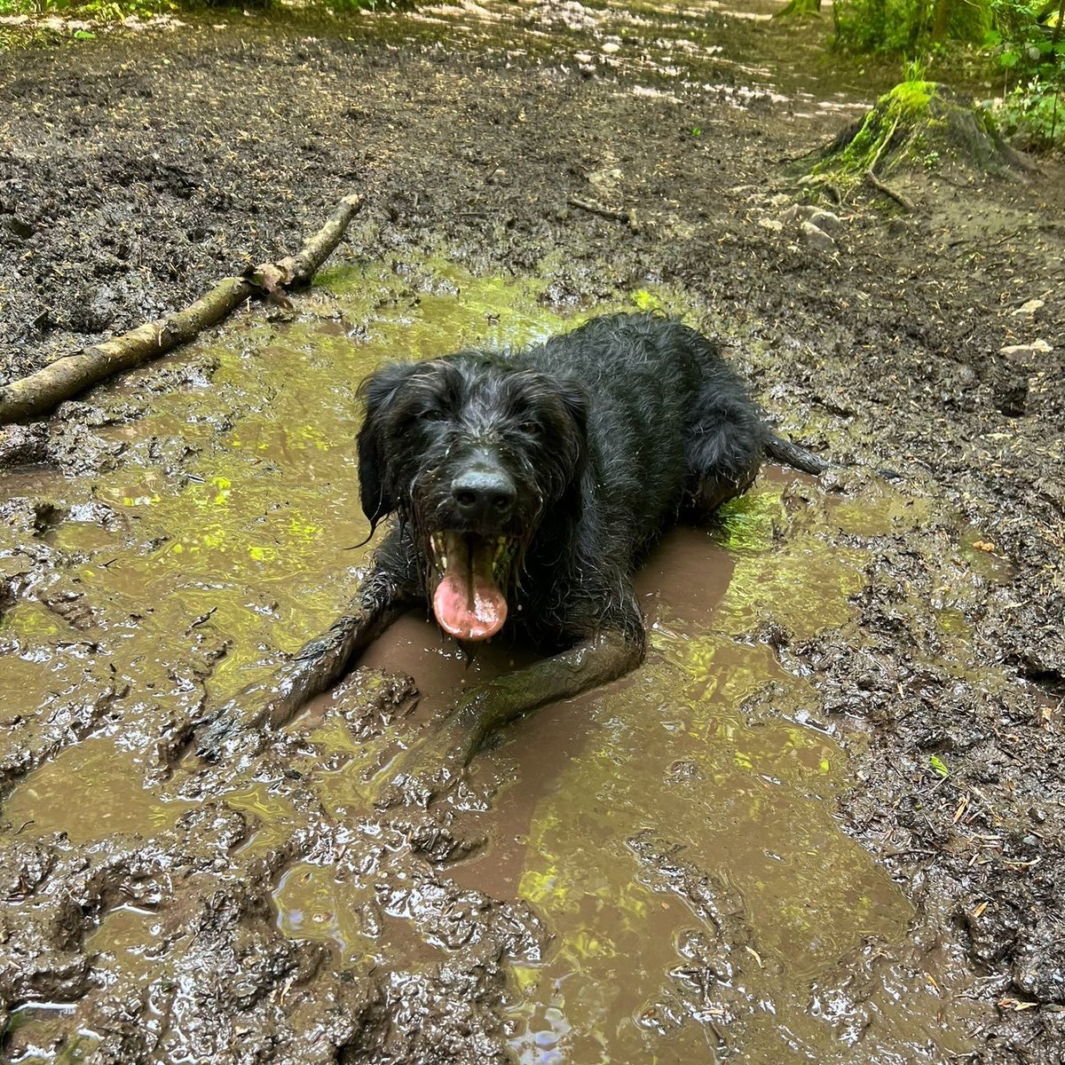 bugsandfishes's tweet image. Our dear sweet Tess ate some chocolate and is in care of the emergency vet overnight.

Please pray for her if you're that way inclined, and help share this post so I can raise some money to pay the vet's bill. 

25% off EVERYTHING in my shop: etsy.com/shop/lupin