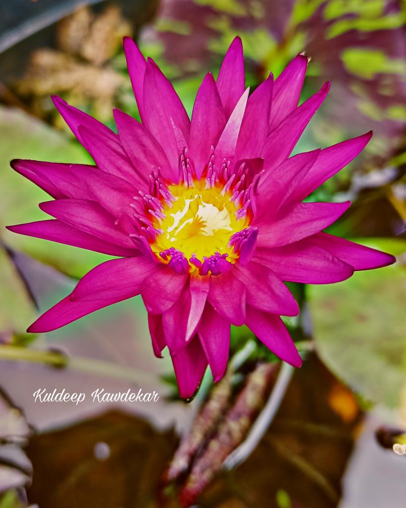 Miyami Rose Flower

#kuldeep_kawdekar
#pondlilly #lillypads #lillyflower #pondplants #pondflowers #flowers #waterflowers #waterplants #nannysgardenworld #mygarden #flowerlovers