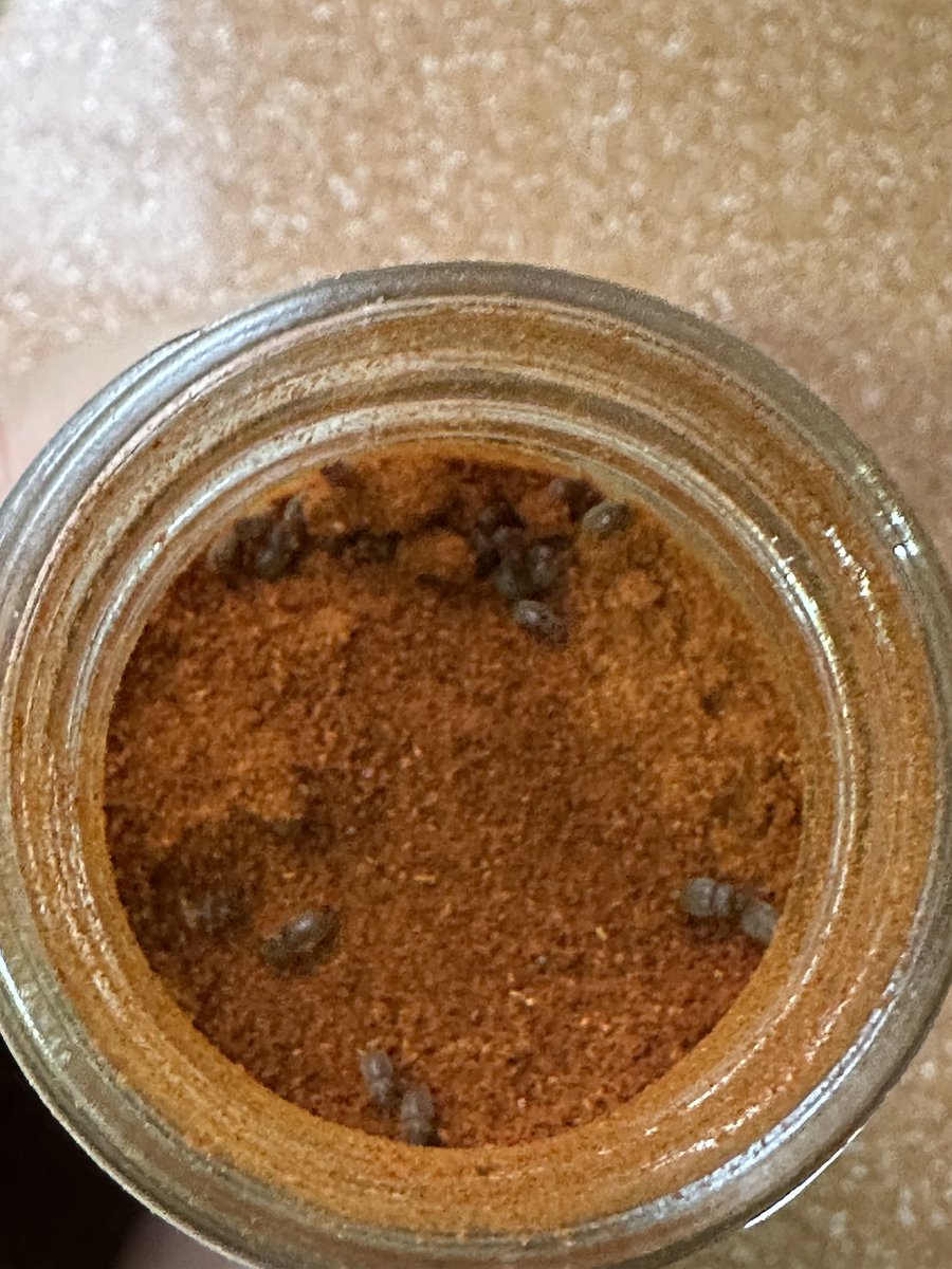 DominRueda's tweet photo. Hola @lidlespana veis normal esto? Cuando apartamos la comida a la mesa nos dimos cuenta de estos bichos. Y dimos con el origen de los mismos. Un bote nuevo entero y recién abierto de pimentón dulce. Para tirar toda la comida, con el gasto que ello conlleva. Increíble. #lidl https://t.co/fd9LaaYs1T