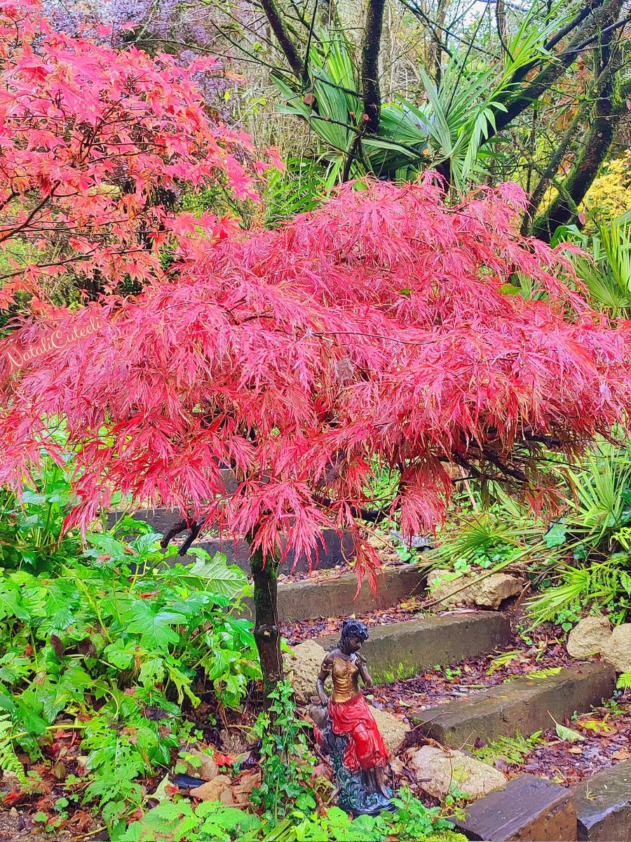 I wish everyone to visit the place where your soul sings... 🍃🍁🎼🍁🍃 #cuteeli #art #nature #beautiful #NaturePhotography #gardening #positive #environment #autumn #NatureBeauty #garden #trees