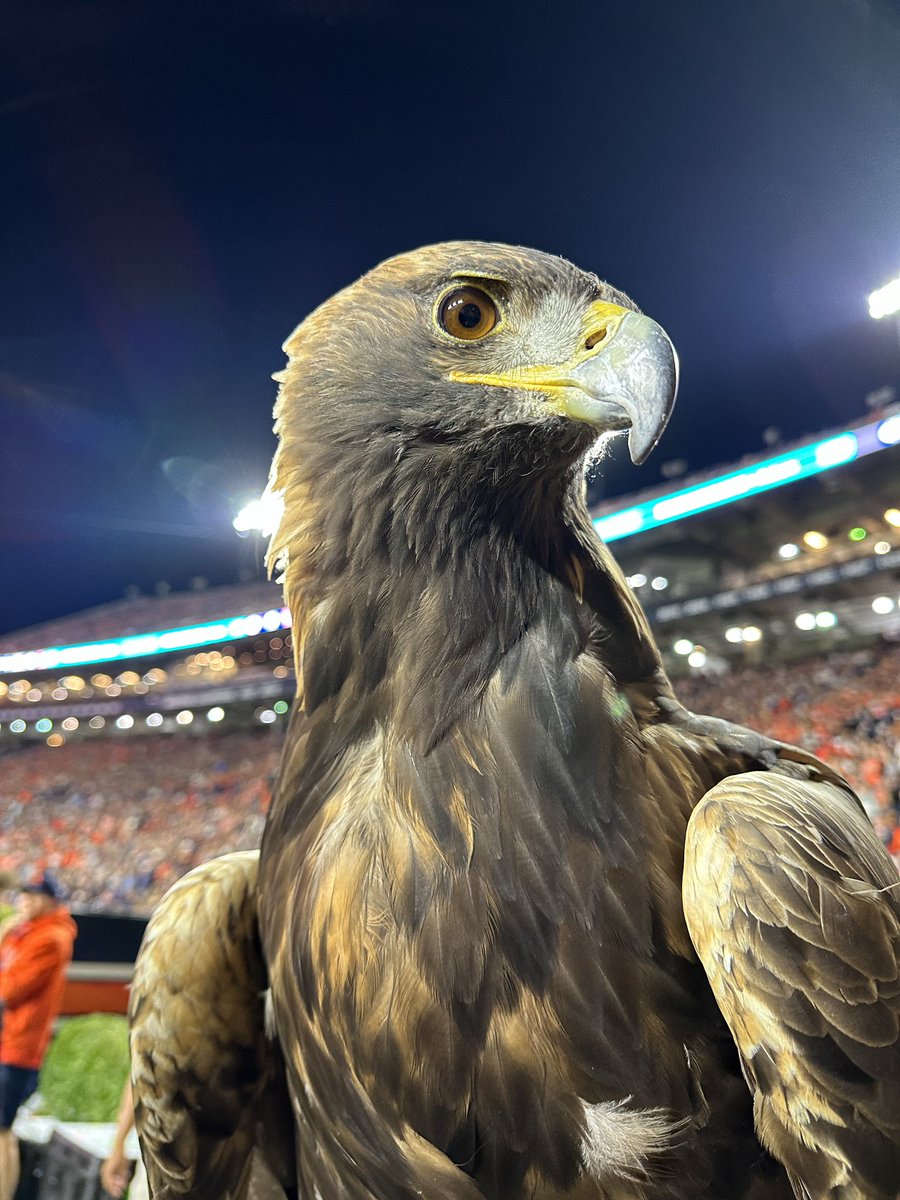WarEagle's tweet photo. Did you know that each of the gameday lures are hand painted by one of the AU Raptor Center volunteers?

This week’s gameday lure auction is LIVE and will run through Monday at 7pm. Visit https://t.co/RkSwQDr6CA to bid! #WarEagle #Aurea #Auburn #Gameday https://t.co/KBKl4Fg9ro