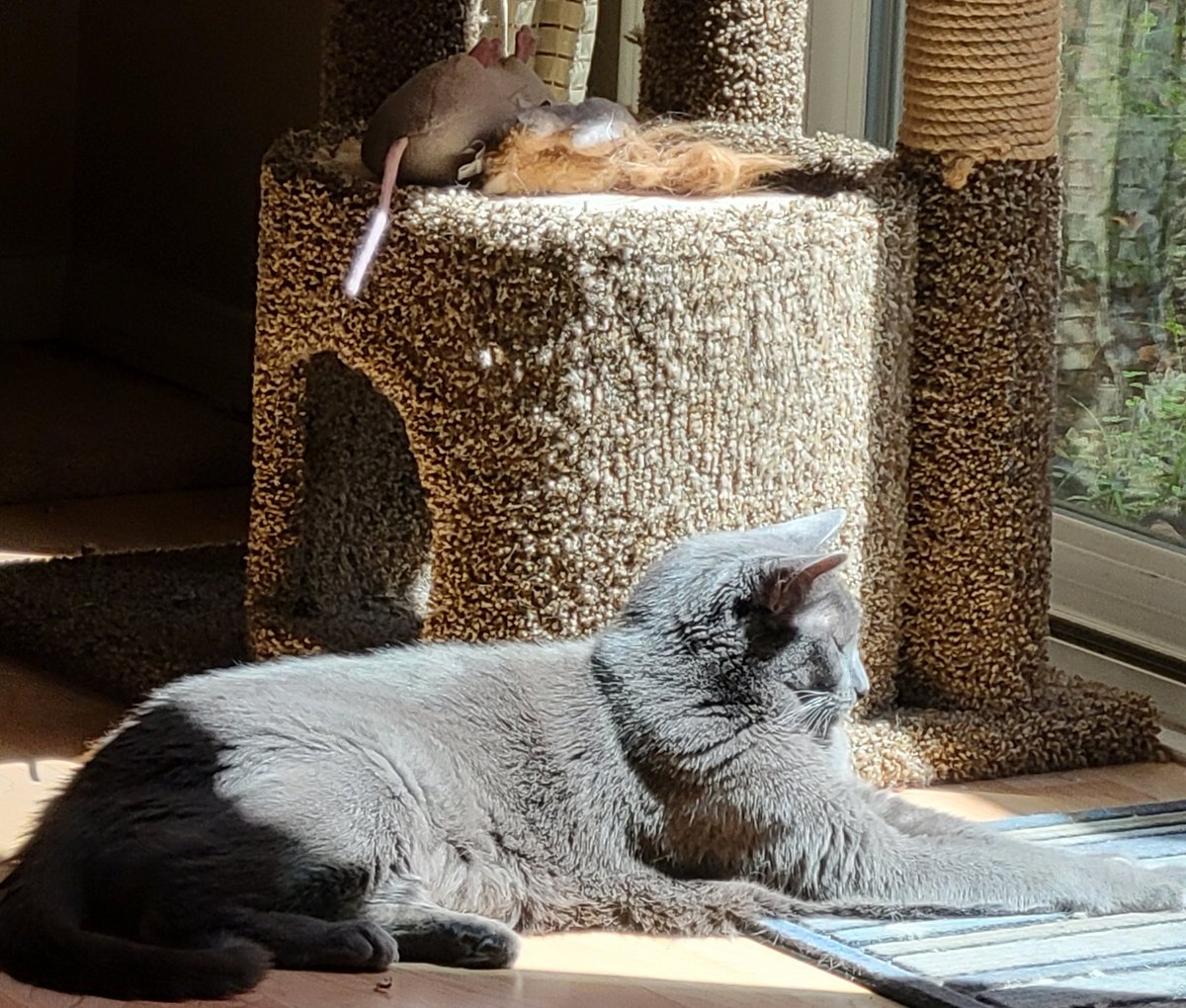 acatnamedfritz's tweet photo. #SunpuddleSunday https://t.co/xPGDiernVf