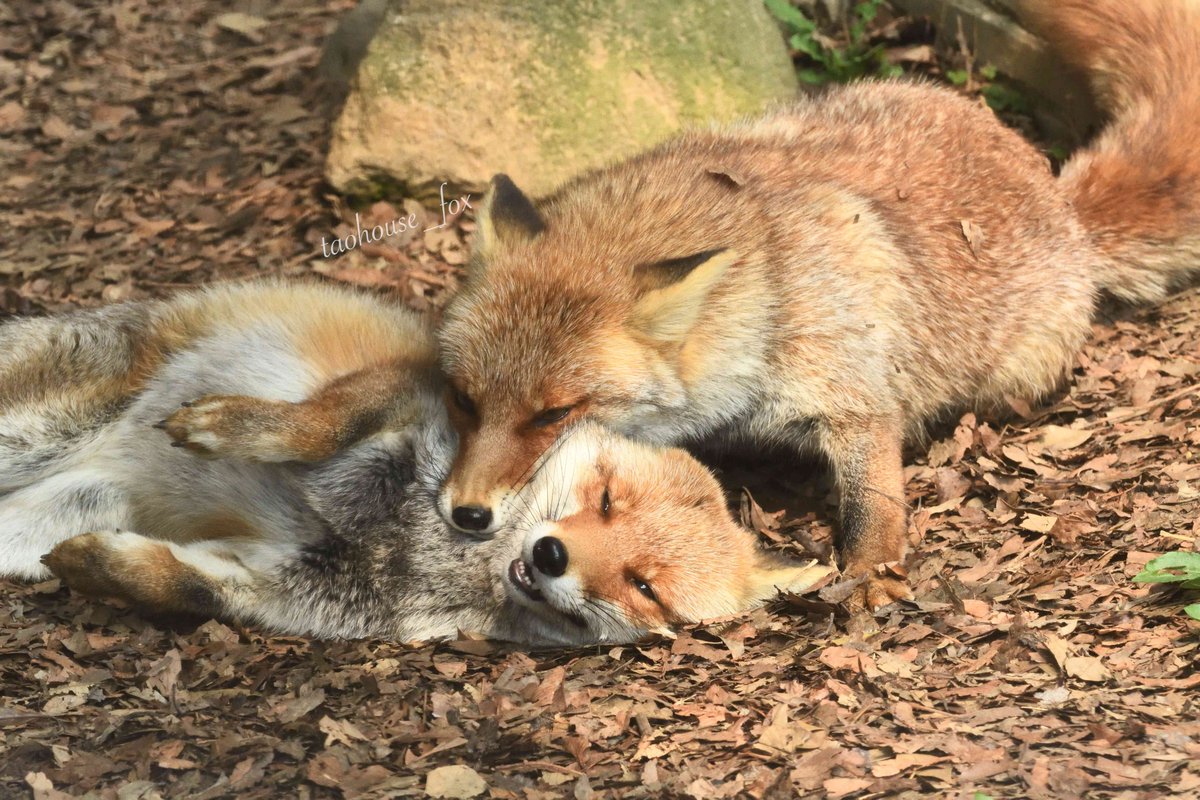 【E：ご当地こんこん】
    じゃれあいイナリオアゲ🦊💕🦊
 
    2020年3月19日 撮影
 
    #のんほいパーク
    #きつね　#ホンドギツネ
