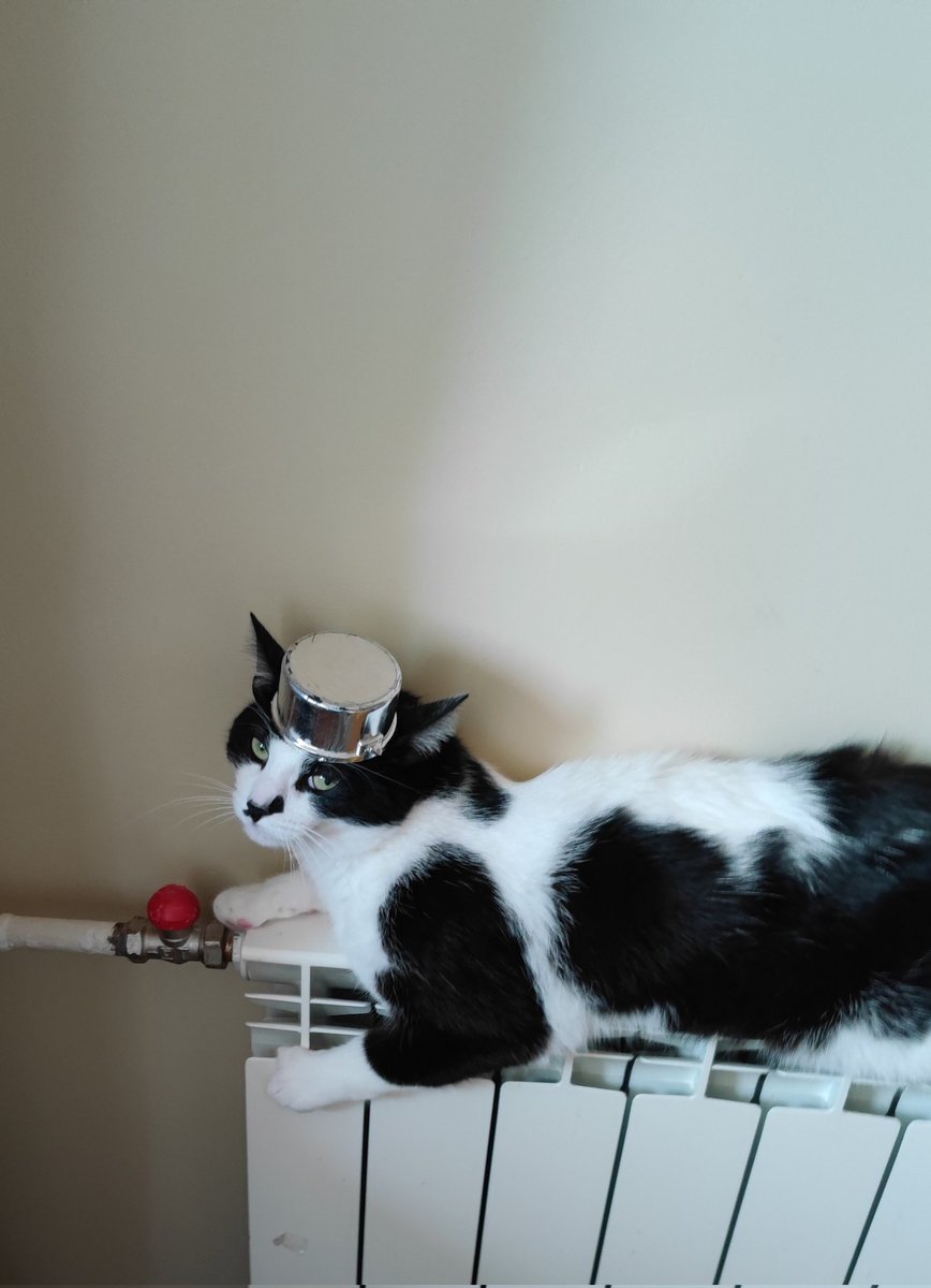 Kotya0208's tweet photo. Коли ти дуже радієш жити по��уч з дітьми 😹 https://t.co/ul98ddD6oE