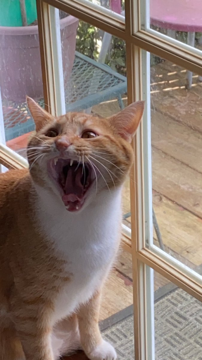 ausernameaaa's tweet photo. Enjoy this meme-worthy pic of my cat mid-yawn https://t.co/KTJ0Pv4qpD