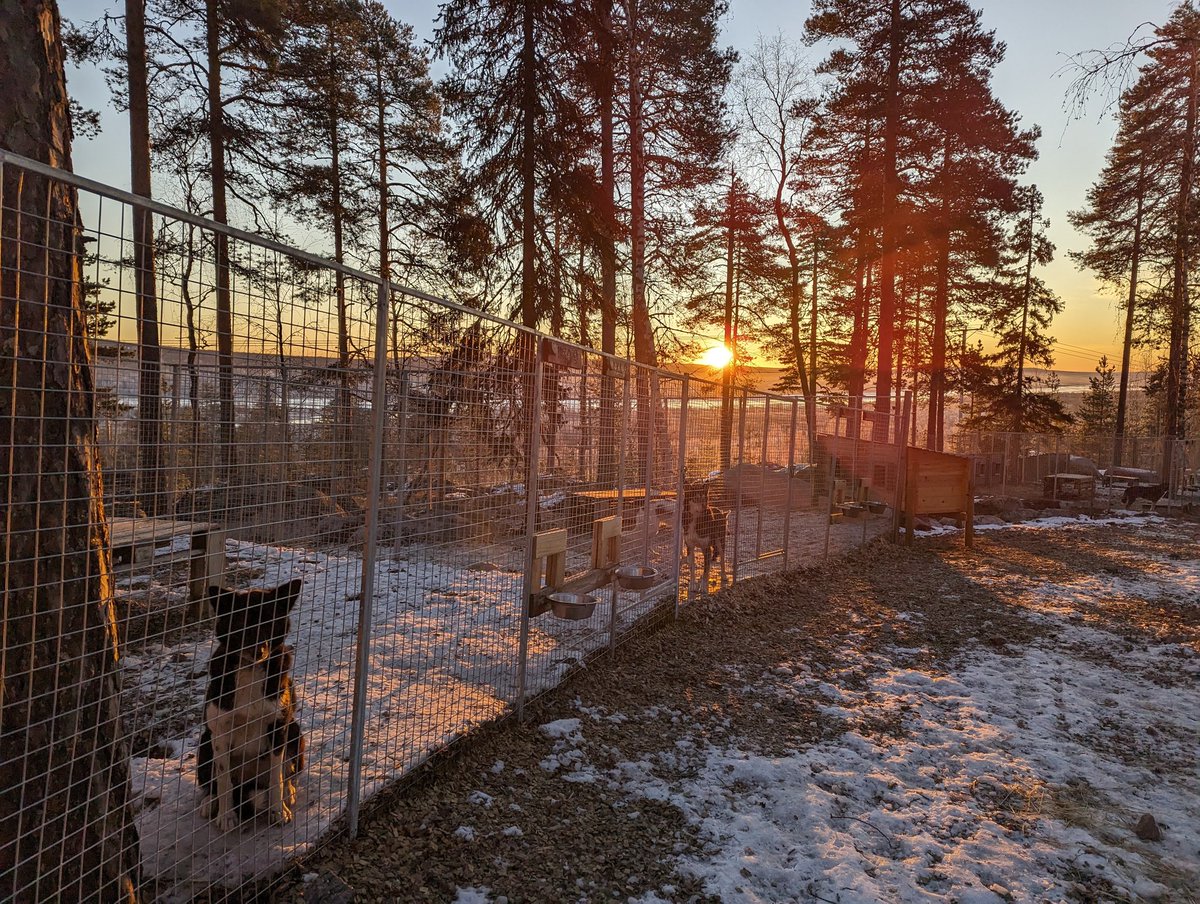 The sky is so pretty today 🧡. #zweden #sweden #lapland #sunrise #winter #huskies #alaskanhuskies #huskiesoftwitter #huskyguide #sledding #dogsledding #happiness #outdoorlife #explorethenorth