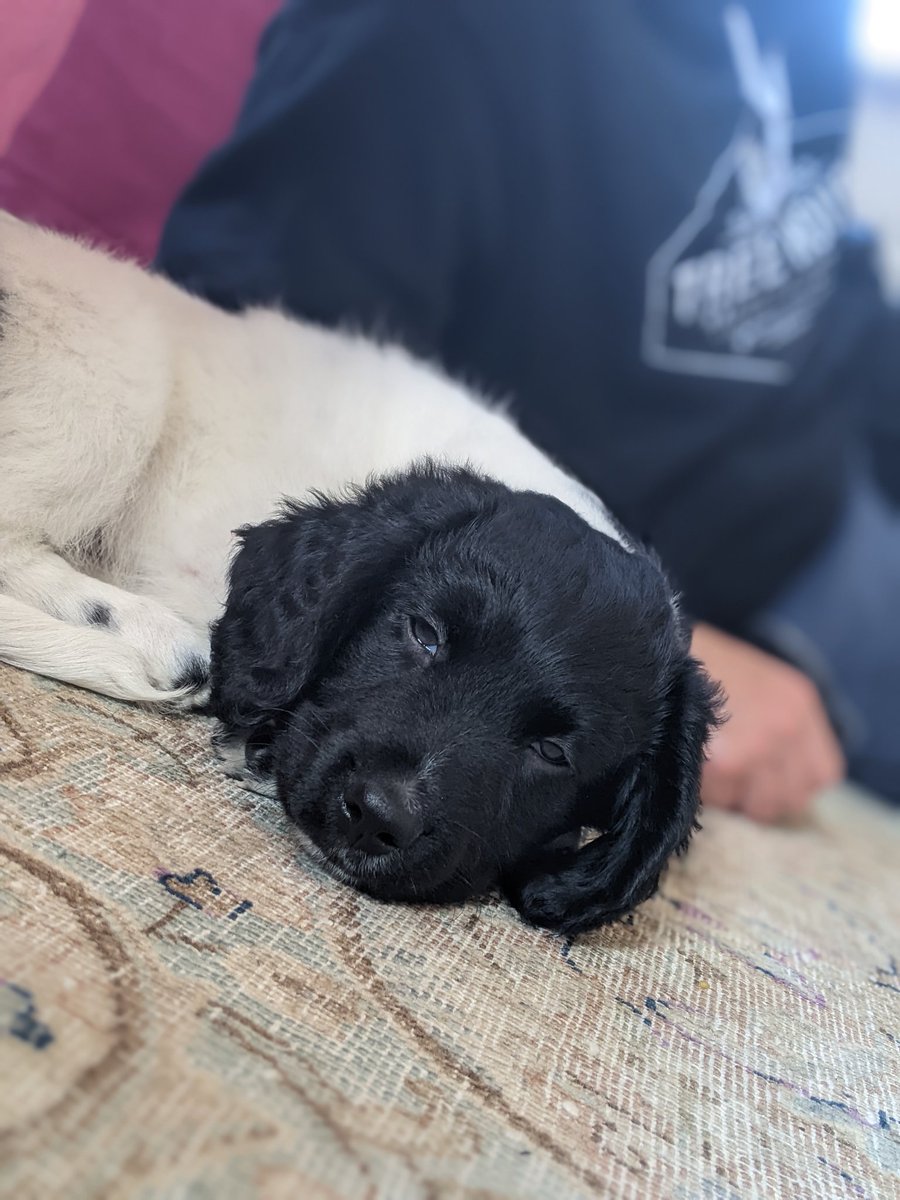 Parents got a new puppy 😳