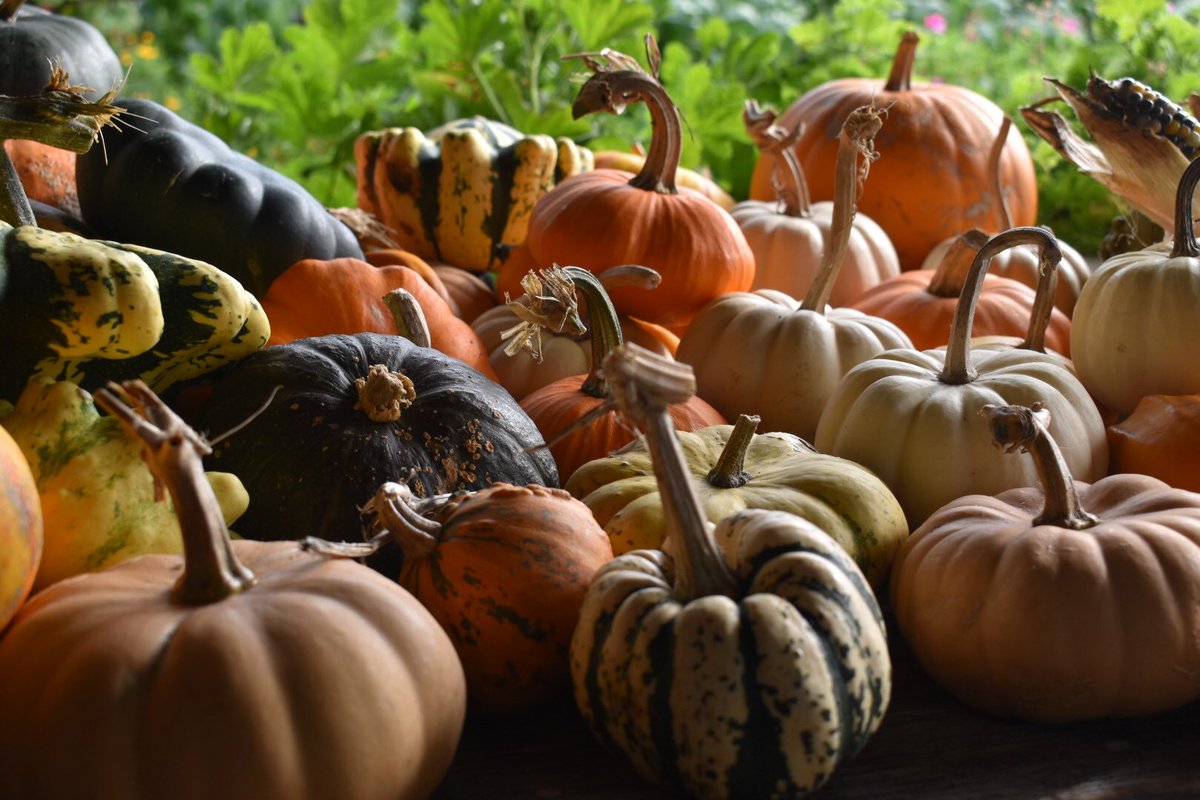 LizMPhoto's tweet photo. Beautiful Autumn day 🍁🍂🍁@RHS_Rosemoor @The_RHS @ThePhotoHour @BraydenCreation @rankinphoto #autumn #mushrooms #pumpkins #halfterm #sundayvibes #PhotoChallenge2023October #rhsphotocomp https://t.co/gNzb7IhqJt