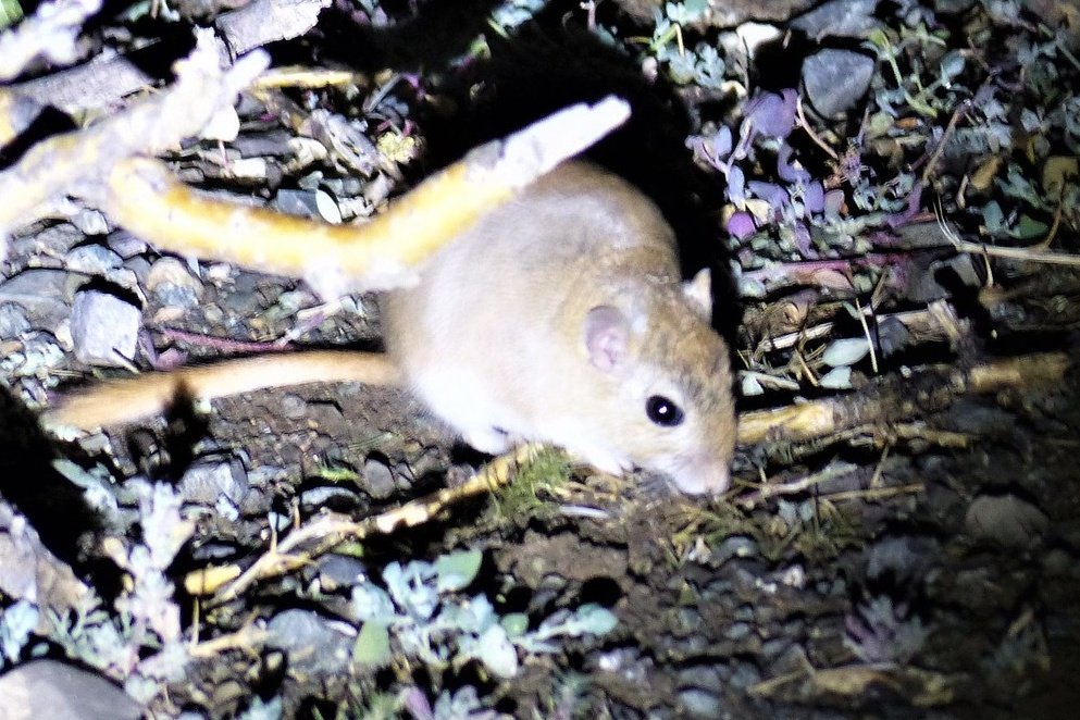 Tom Mabbett tweet media