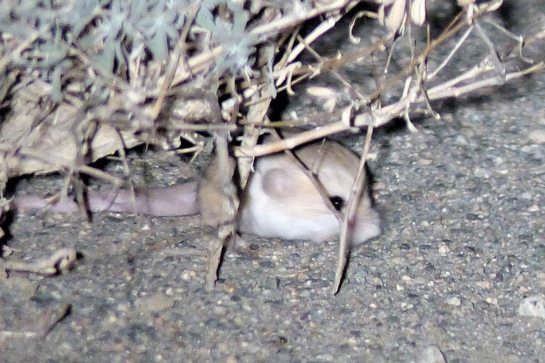 Tom Mabbett tweet media