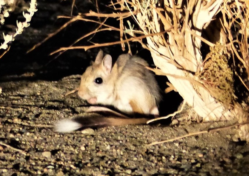 Tom Mabbett tweet media