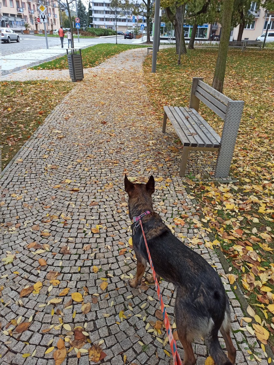 vertulovesbooks's tweet photo. Slečna bola na vychádzke v meste 🍂 https://t.co/h4Gnp01O8P