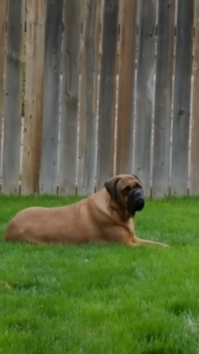 Hyjinx3d's tweet photo. @pashedmotatoes I love Mastiffs. Haha. I'm not good with most of the other breeds. I thought Bullmastiff but can't see the muzzle cause of the cute baby head. My best bud, Boss, was a Bullmastiff. Miss him so much. The guy in my profile pic, Nox, is Italian Mastiff. This was Boss b4 he passed. https://t.co/DGticYeVgC
