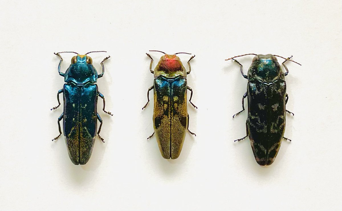 天牛狩人 (@wmdajt97643) / Posts / X