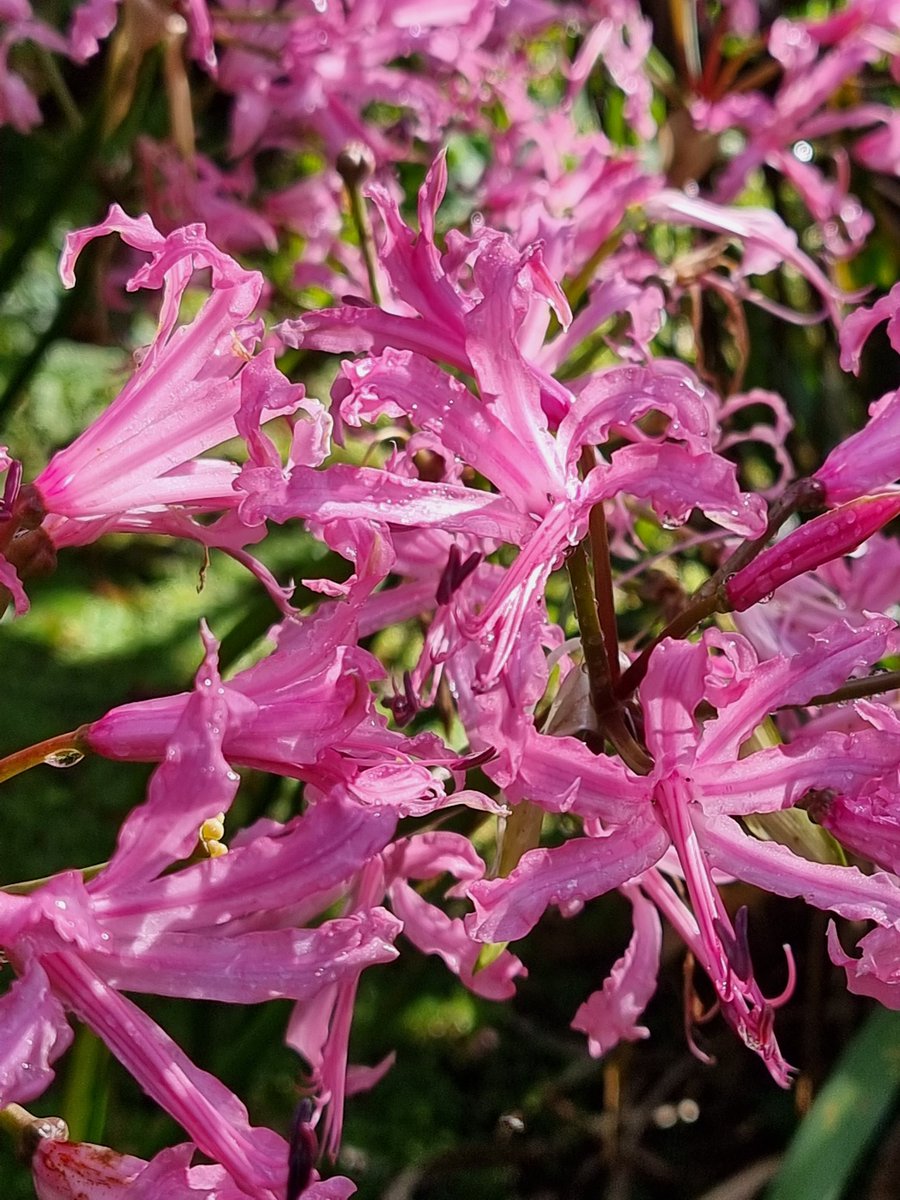 BobMehen's tweet photo. Nerine bowdenii at Trengwainton today. #nerines #bulbs #pink #flowers #Cornwall https://t.co/d5j4qDh2Qg