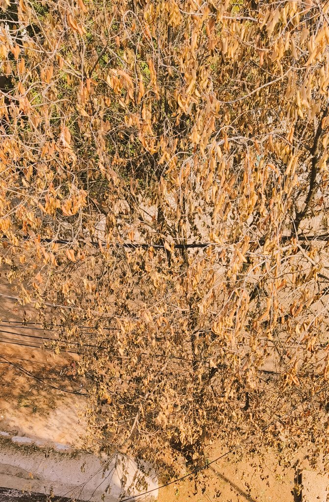 ratharunk's tweet photo. Suddenly the Bakul tree infront of the house dried up Why? https://t.co/PxnGrPCQTF