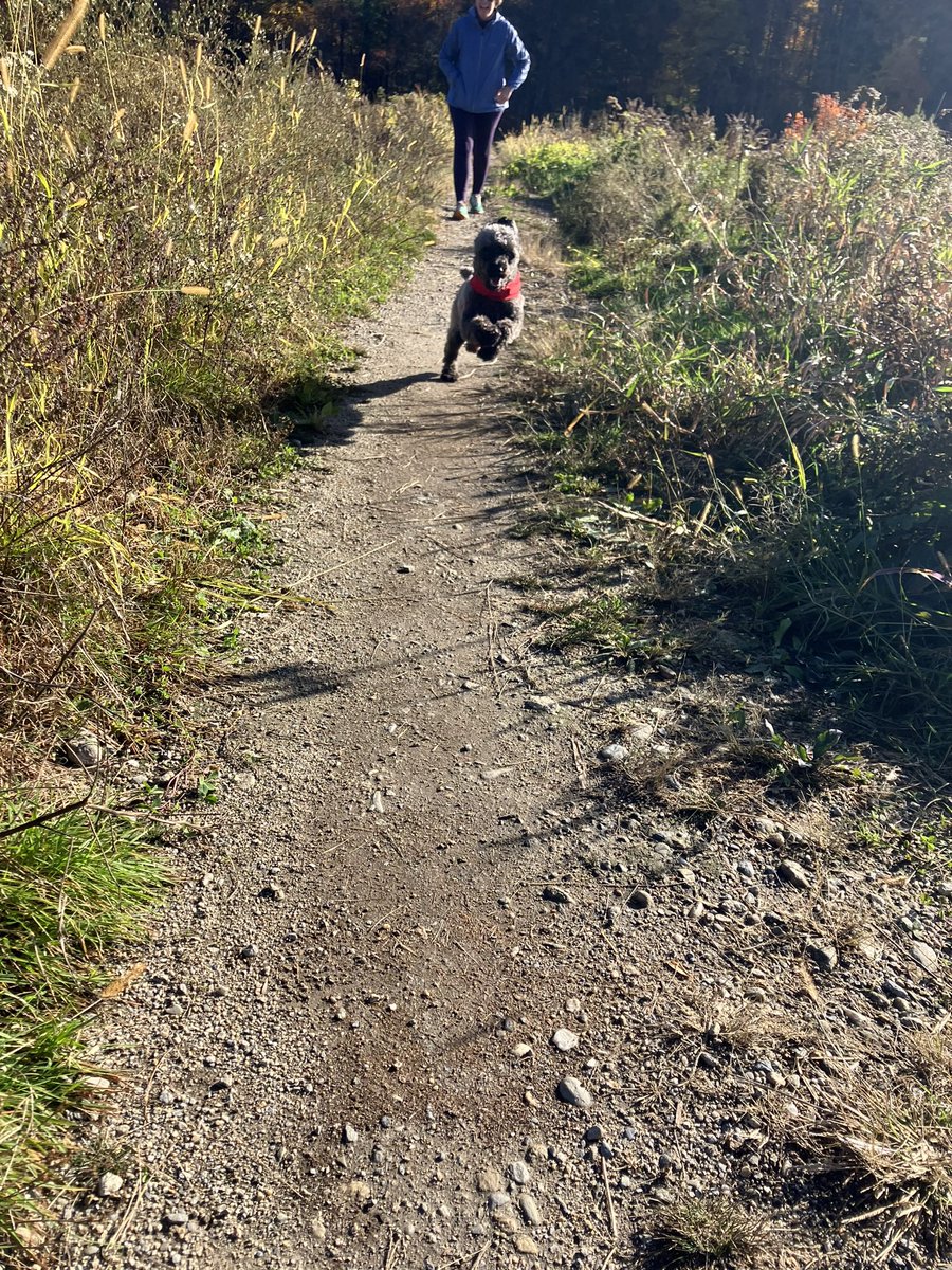 ChewieCook's tweet photo. Got out for some fall trail exploring today with Mom and Dad and ran into a bunch of other frens who had the same idea.  #Chelmsford #CranberryBogs #Dogs @jackiecook104 @patrickecook https://t.co/9N5lEDIjqx