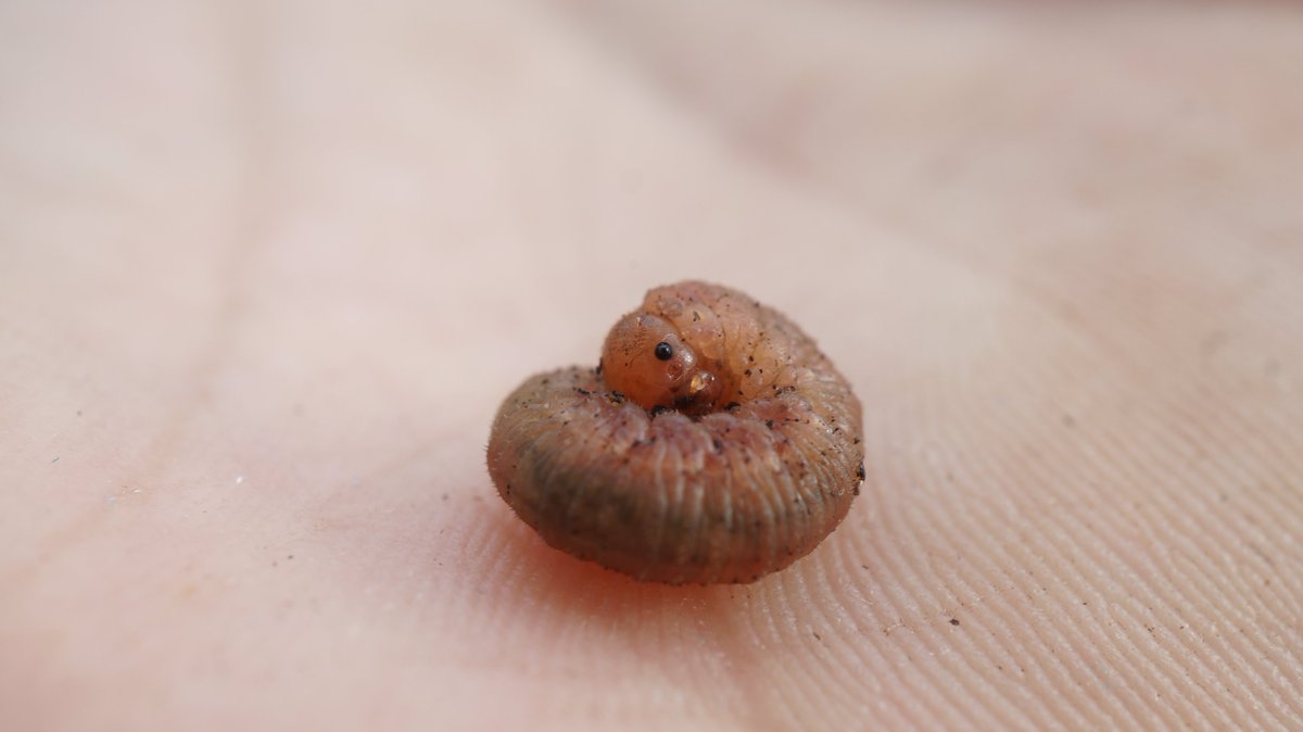 ChristosA89's tweet photo. This past fortnight in ancient Northmoor Hill Wood (SSSI), I found total of 4 #Symphyta larvae beneath native Pinus sylvestris. 2 of same species which I donated to @darwintreelife, yet the other 2 I believe of different species: @Coleopterist @BroadGavin @Colne_Valley @RoyEntSoc https://t.co/mzZ1V7yqL1