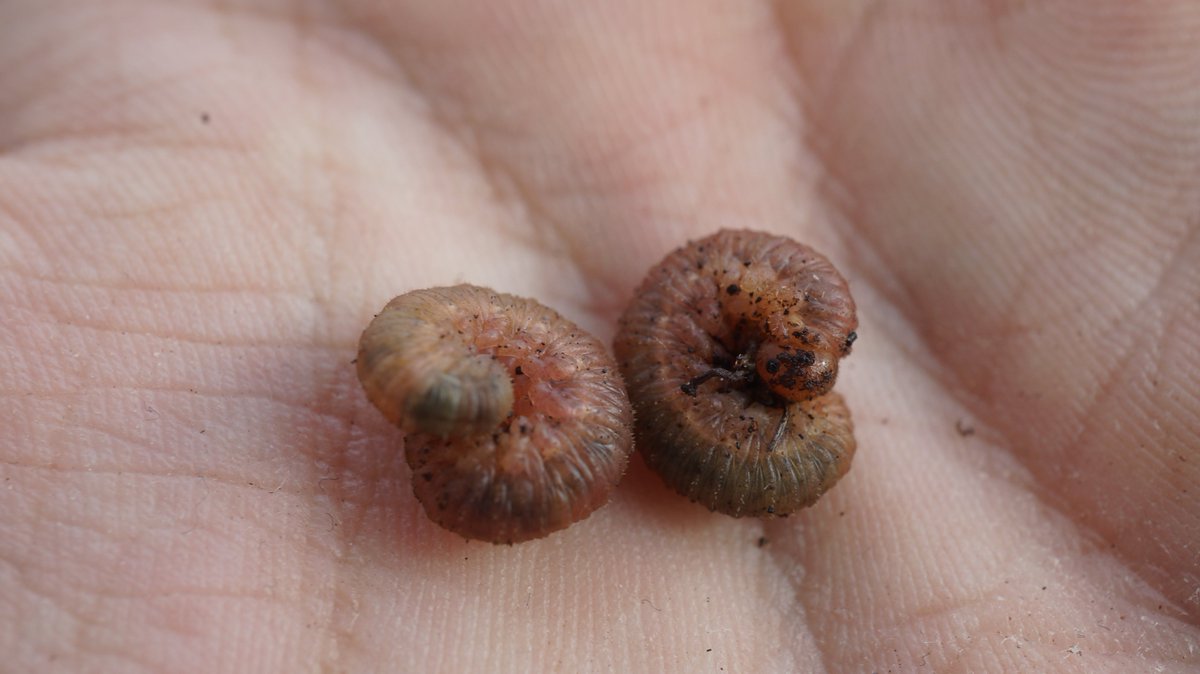 ChristosA89's tweet photo. This past fortnight in ancient Northmoor Hill Wood (SSSI), I found total of 4 #Symphyta larvae beneath native Pinus sylvestris. 2 of same species which I donated to @darwintreelife, yet the other 2 I believe of different species: @Coleopterist @BroadGavin @Colne_Valley @RoyEntSoc https://t.co/mzZ1V7yqL1