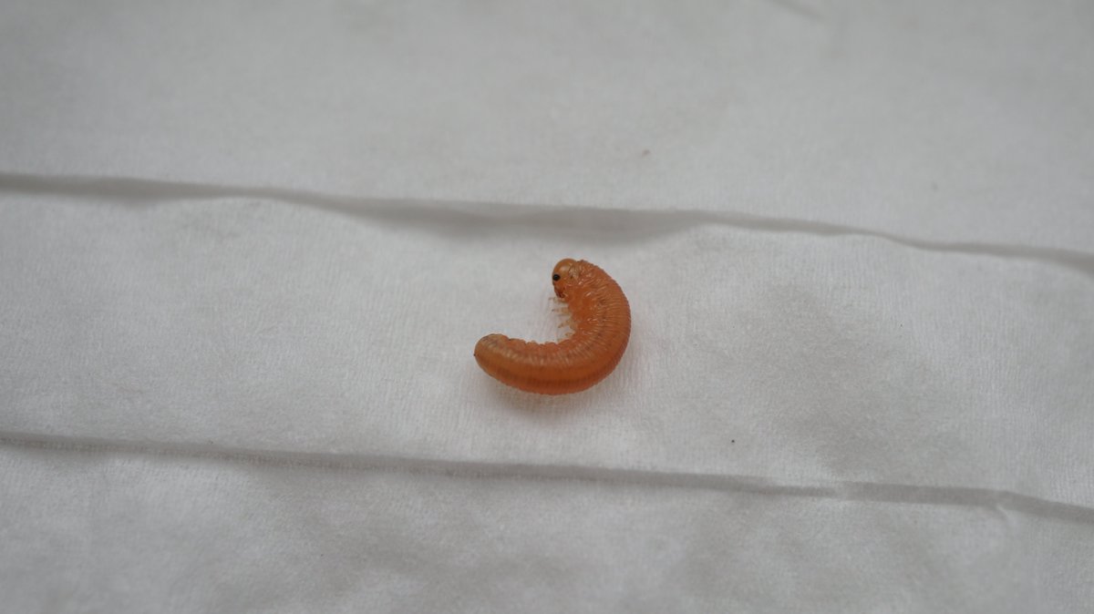 ChristosA89's tweet photo. This past fortnight in ancient Northmoor Hill Wood (SSSI), I found total of 4 #Symphyta larvae beneath native Pinus sylvestris. 2 of same species which I donated to @darwintreelife, yet the other 2 I believe of different species: @Coleopterist @BroadGavin @Colne_Valley @RoyEntSoc https://t.co/mzZ1V7yqL1