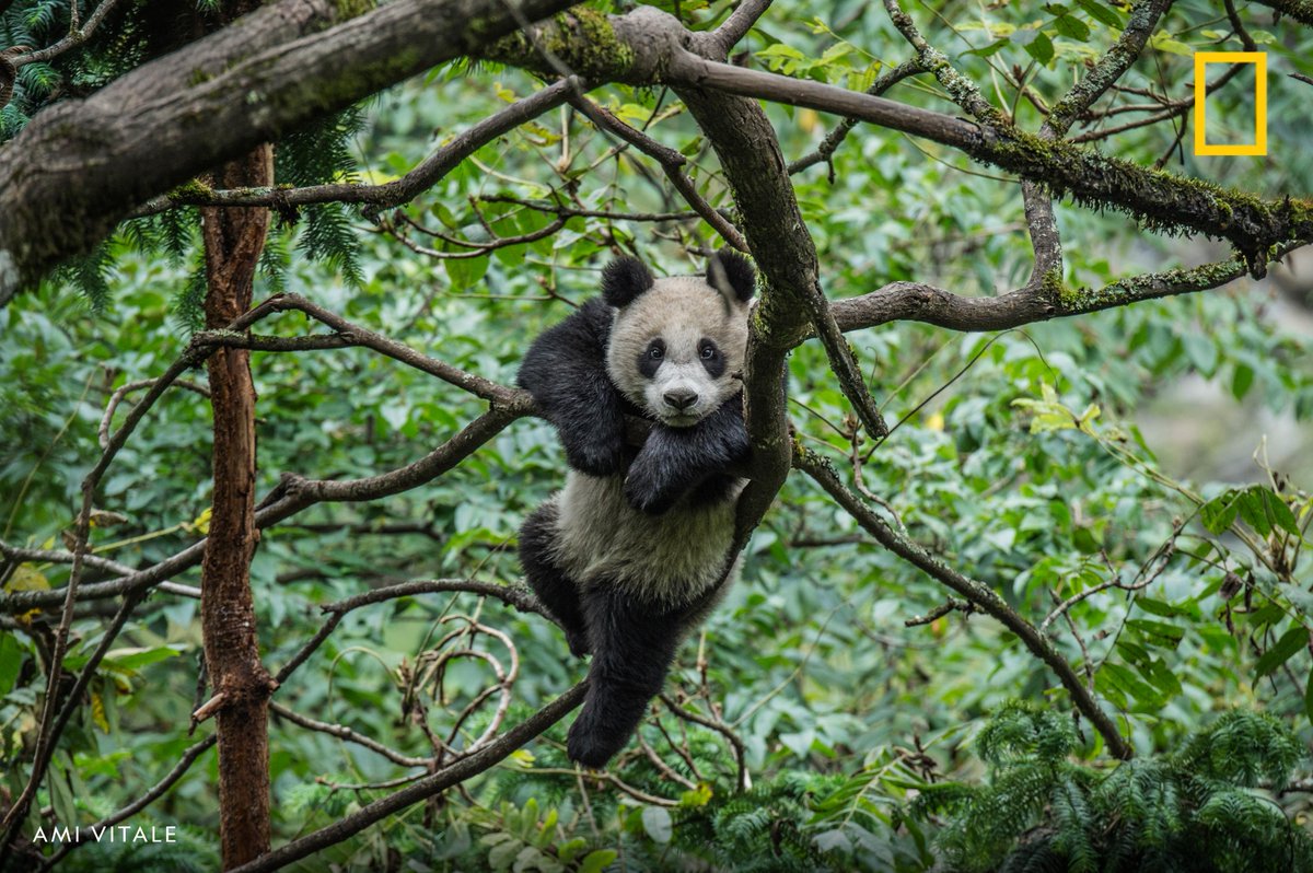 NatGeo's tweet photo. A giant panda, Ailuropoda melanoleuca, plays in the treetops inside an enclosure at the Wolong Giant Panda Research Center, Wolong, Sichuan Province, China https://t.co/rJnX2aHtwy