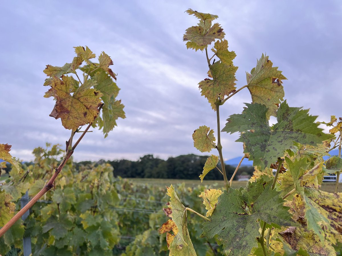 AlessandroSanos's tweet photo. #Autumn has arrived https://t.co/EUkAnvz8HJ