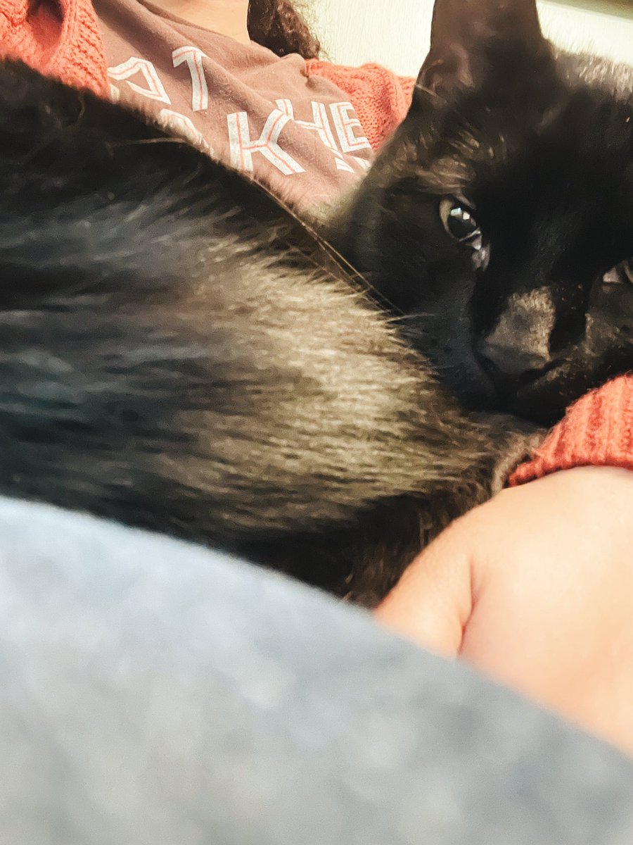 ItMacklyn's tweet image. Sometimes you just need to be a heated pillow for your local void. #sogladyoumadeot #blackcat #voidkitty #HappyHalloween