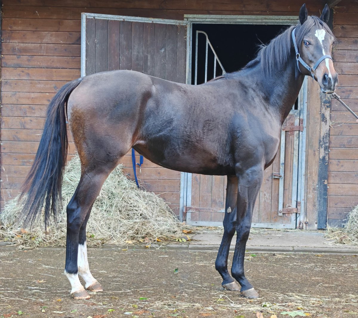 Filly by BIRCHWOOD. Direction l'entraînement. @Huderie