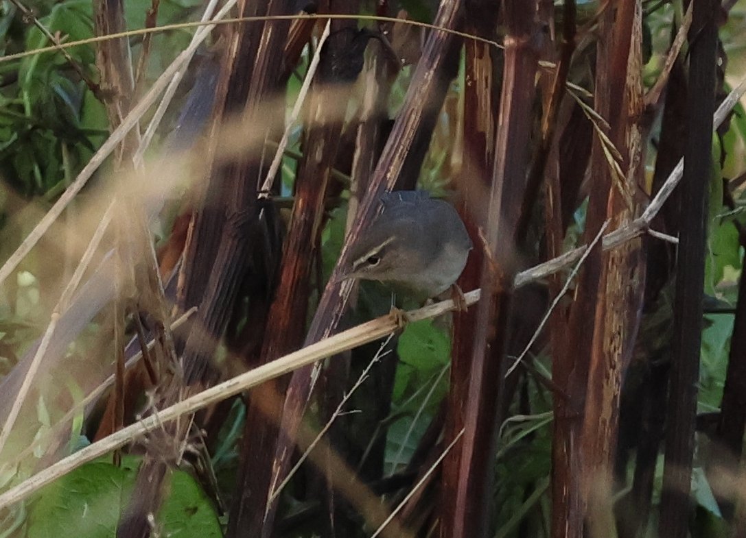 This Dusky Warbler was our best find today along with Siberian Lesser Whitethroat and Yellow-browed Warbler. Big fall of Thrushes which had the odd Ring Ouzel in #CaithnessBirds #PWC2023 @PatchBirding