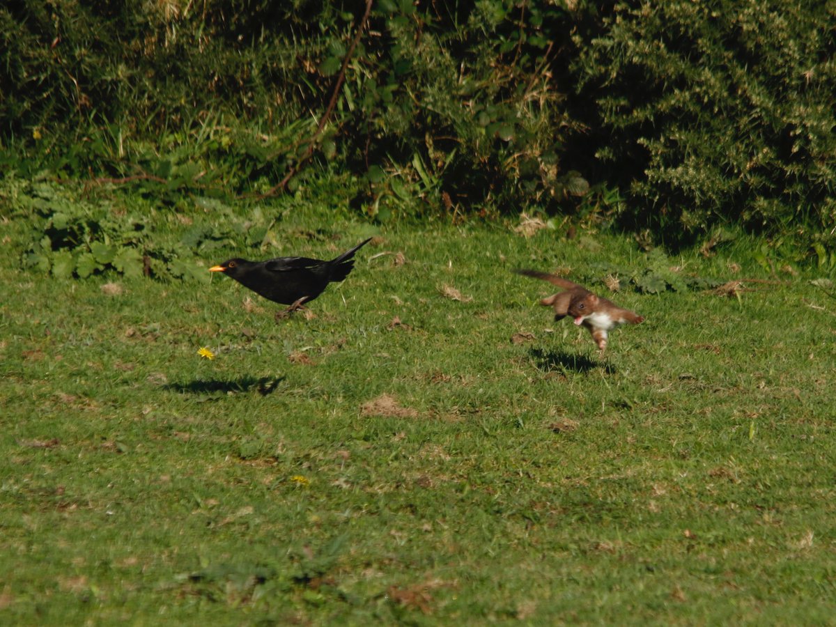 A lucky escape for this blackbird.
I watched the stoat for about 20 Mins running around a field today