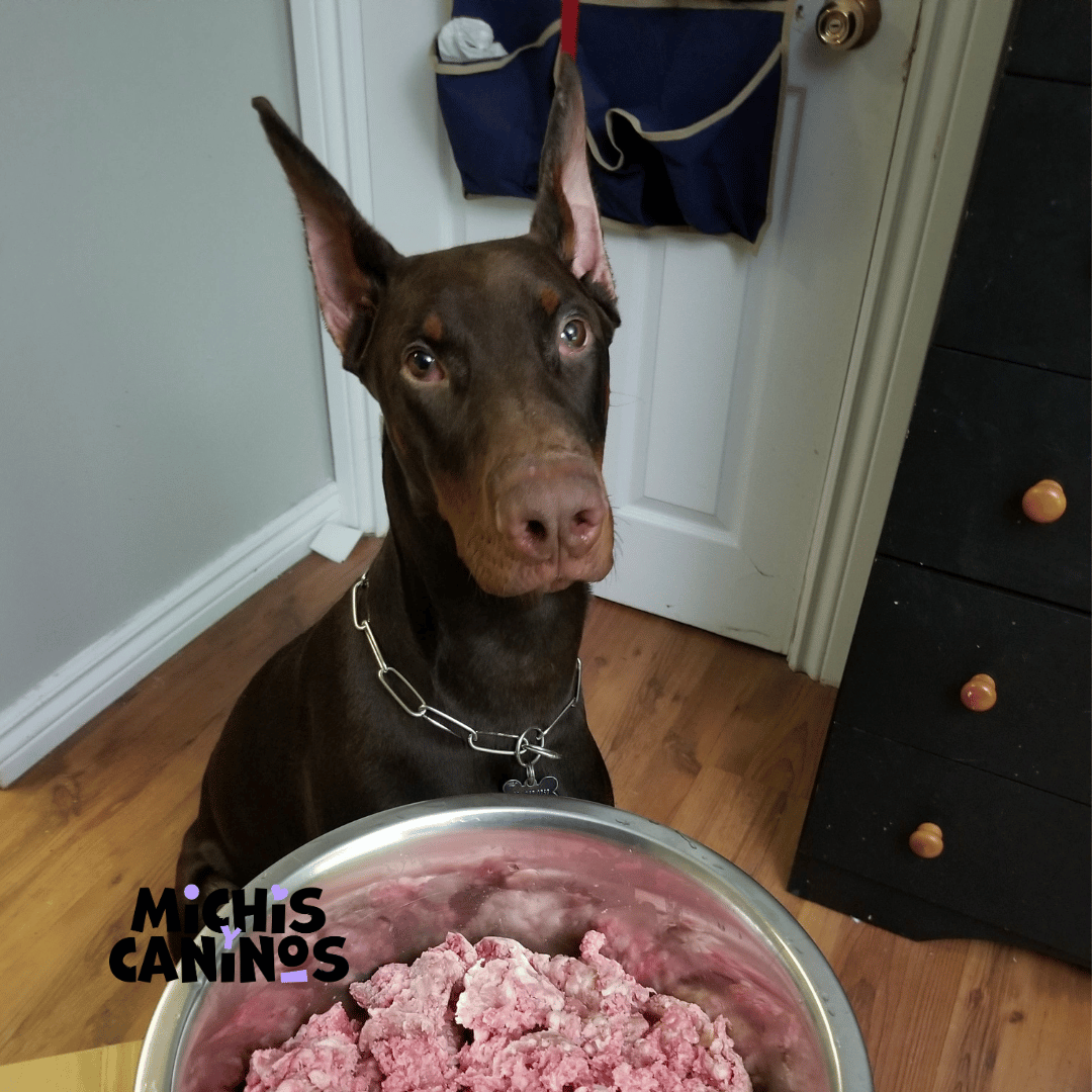 Michisycaninos's tweet photo. Tu amigo peludo también se merece un capricho. Prueba estas 5 golosinas caseras y saludables para perros. Te querrán por los sándwiches de mantequilla de cacahuete. 🐾🥪
#HomemadeDogTreats | #MichisyCaninos | #PetSnack https://t.co/1VFsNiCLoQ