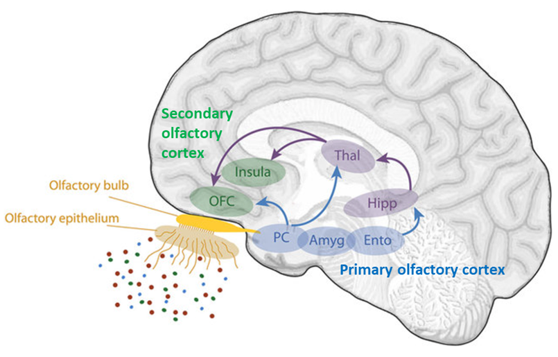 DaniBeckman's tweet photo. #SARSCoV2 causes neuroinflammation in the orbitofrontal cortex (OFC) 7 days after infection in macaques. The OFC in primates, including humans, is a critical brain region for processing emotions, but is also part of the 2ry olfactory cortex.🔴Microglia (IBA1), 🔵Astrocytes (GFAP) https://t.co/DOs8eHTXtQ