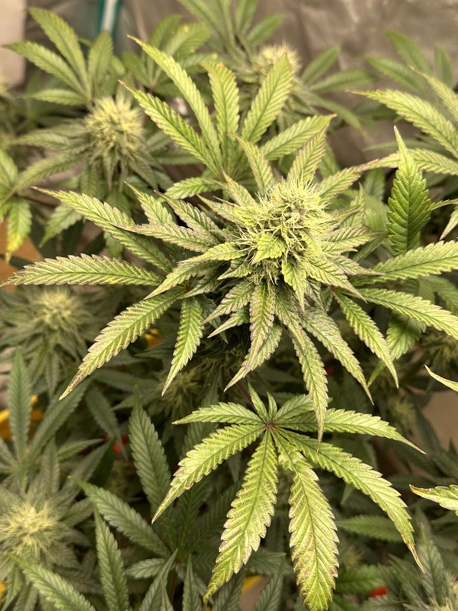 CommnCollective's tweet photo. 📸⛽️📸⛽️📸 #CommnCollective https://t.co/SMtrhweEbv