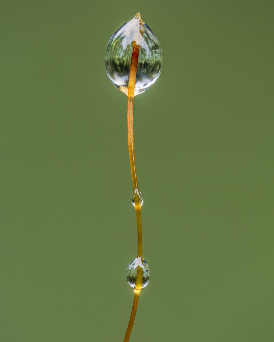 I just saw from the @WoodlandTrust that it is #NationalMossDay !🌱💚

To celebrate Xmoss day, here's a moss sporophyte I photographed whilst it was raining. 

#moss #woodland #forest #NaturePhotography