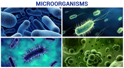 IpshaNur's tweet photo. New Research Suggests Bacteria Are Social Microorganisms. See more..https://t.co/2hHERjzQXo #jongdae #乃木坂工事中 #INDvsNZ #セクシー田中さん #宁艺卓1023生日快乐 #もんたよしのりさん #どうする家康 #21ButterfliesForNing #Chen #もんたさん 
#Girona #Ningning #アニメ化 https://t.co/jEEzexpq9E